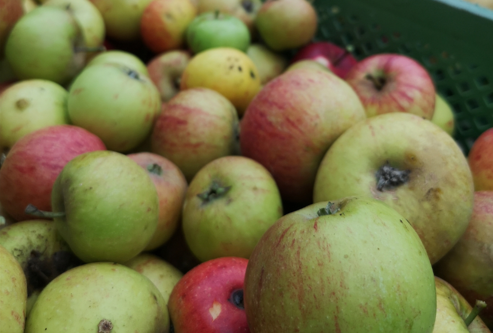 Vom Apfelbaum und der Nachhaltigkeit